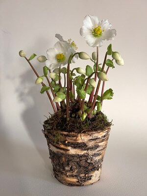 In einem Topf aus Baumrinde steht eine Christrose mit weißen Blüten und vielen Knospen.