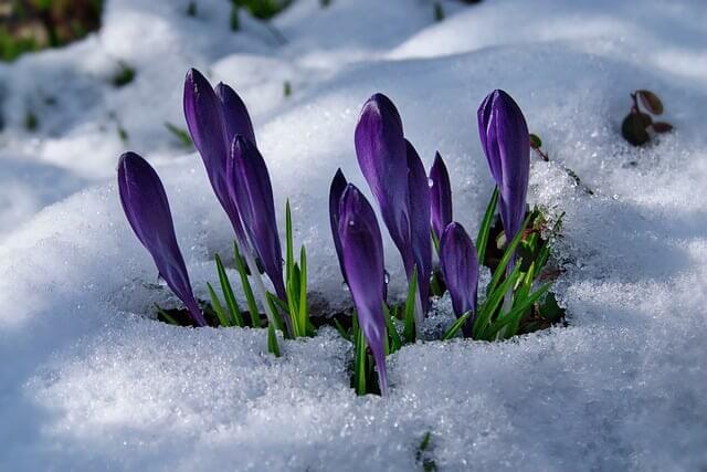 Durch den schmelzenden Schnee sind einige lilafarbene Krokusse erblüht.