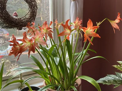 Blühende Amaryllis im 2. Jahr am Fensterplatz