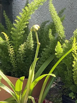 Amaryllis mit Früchten auf dem Ständel