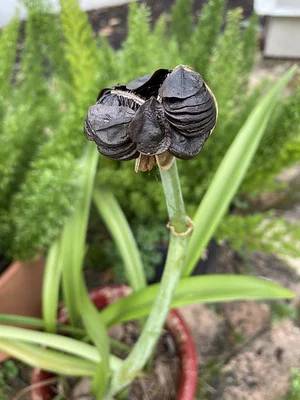 Nahaufnahme der Samen einer Amaryllis oben auf dem Stängel