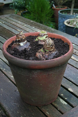 Draußen auf der Terrasse steht ein großer Tonkübel mit Erde und drei dicken Amaryllis-Zwiebeln ohne Austrieb.