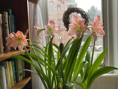 Am hellen Fenster stehen blühende Amaryllis