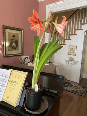 Neben dem Klavier im Wohnzimmer steht eine prächtig blühende Amaryllis