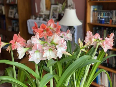 Amaryllis blühen nach dem Austrieb der Blätter