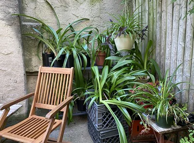 Amaryllis mit Blättern stehen in Töpfen auf der Terrasse