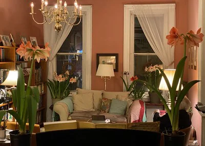 Im Wohnzimmer stehen prachtvoll blühende Amaryllis, die aus den flachen Samen gezüchtet wurden.