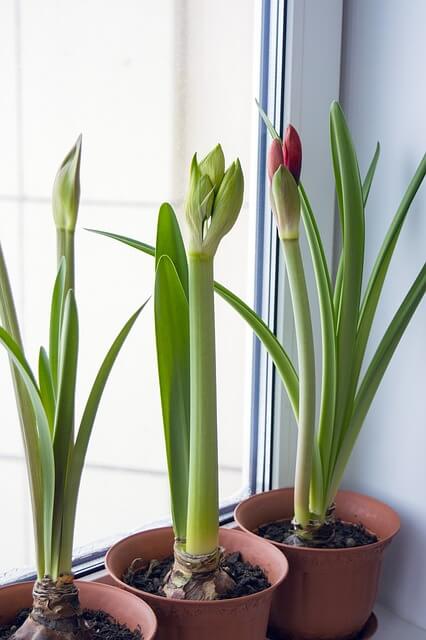 auf einer hellen Fensterbank stehen 3 Töpfe mit Amaryllis, die dicke Knospen tragen.