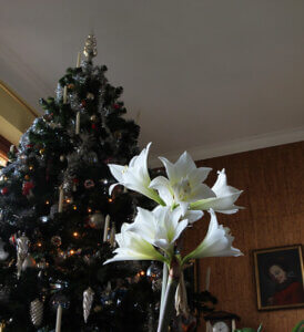 Richtiges Überwintern bringt die Amaryllis an Weihnachten zum Blühen.