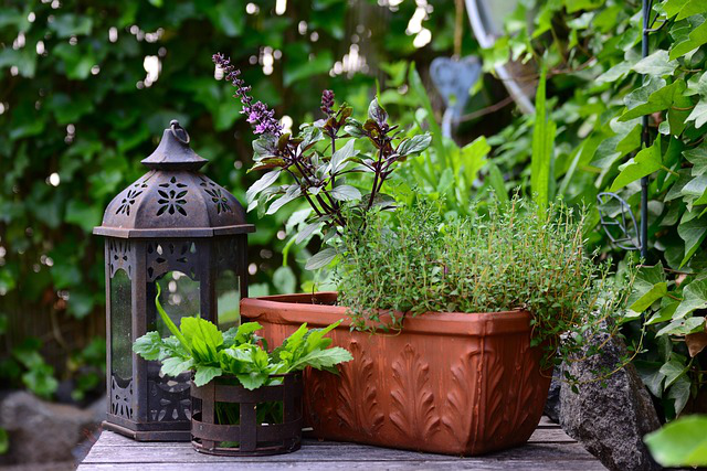 Tisch im Garten mit Basilikum im Blumenkasten und Gartenlaterne