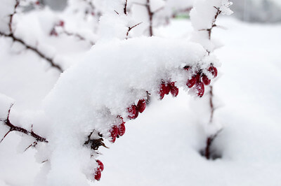 Auf einem dick mit Schnee bedeckten, laublosen Zweig einer Berberitze stehen lange Dornen und hängen leuchtend rote Beeren.