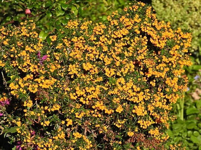 Nahaufnahme der reich blühenden Zwerg-Berberitze mit gelben Blüten.