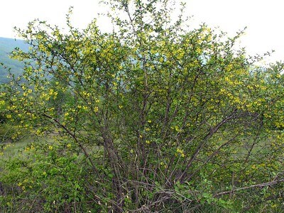 Nahaufnahme einer wild wachsenden, Gewöhnlichen Berberitze mit gelben Blüten.