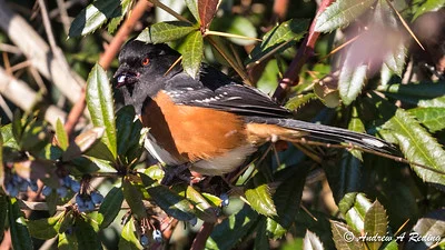 Ein Vogel sitzt in einer Berberitze und frisst eine Beere