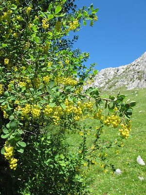 blühende Berberis vulgaris in freier Natur