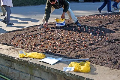 Mann pflanzt Blumenzwiebeln im Beet