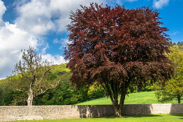 Eine Blutbuche als Baum mit dunkelroten Blättern im Garten