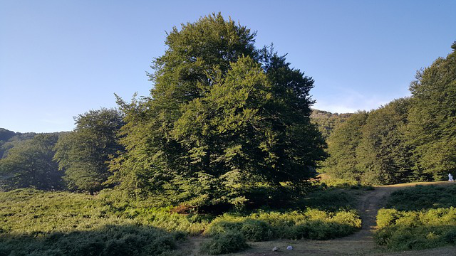 Eine Rotbuche mit grünen Blättern