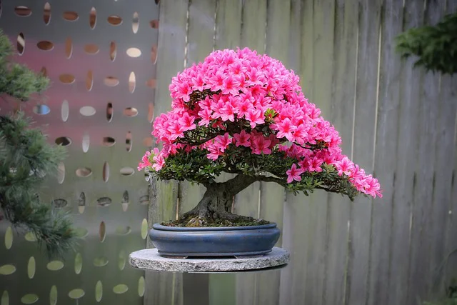 Ein prachtvoll blühender Azaleen-Bonsai gedeiht in einer kleinen Schale.