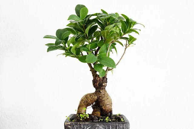 Ein Ficus Bonsai gedeiht in einer grauen Schale.