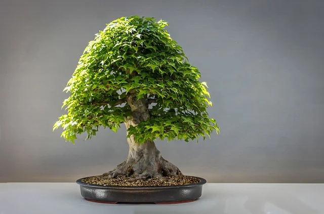 Ein wunderschöner Laubbaum als Bonsai gedeiht in einer schwarzen Schale.