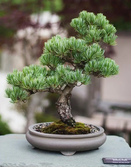 In einer kleinen Schale gedeiht eine wunderschöne Kiefer als Bonsai.