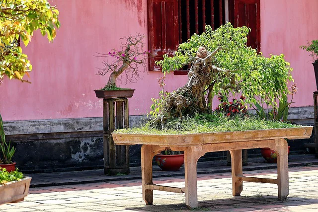 In Vietnam steht draußen auf einem Tisch ein sehr großer Bonsai mit einem knorrigen Stamm und breiter Laubkrone.