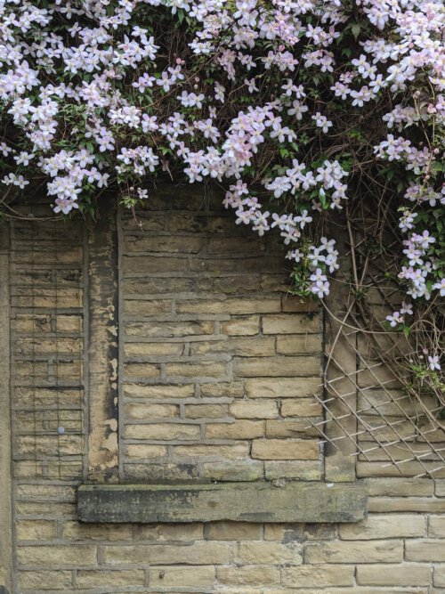 Eine blühende Clematis am Rankgitter vor einer Hauswand