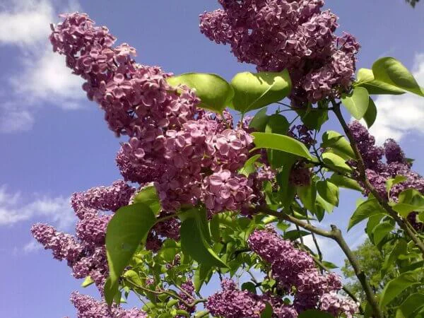 Schmetterlingsflieder mit großen Blüten und grünen Blättern