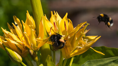 Nahaufnahme eines Blütenstands am Gelben Enzian. Auf einer Blüte sitzt eine Hummel, von links kommt eine zweite Hummel angeflogen.