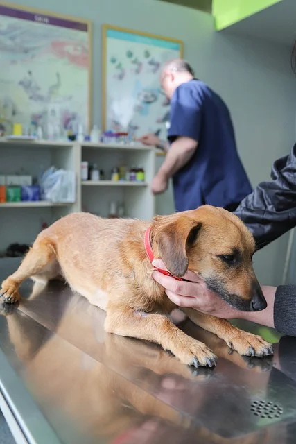 Auf dem Behandlungstisch in einer Tierarztpraxis liegt ein kleiner, brauner Hund und wird von zwei Händen gehalten. Im Hintergrund steht der Tierarzt.