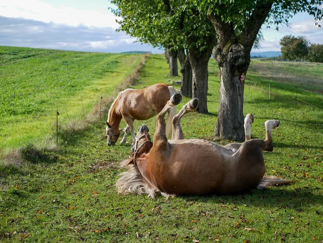 Auf einer Weide wälzt sich ein Pferd im Gras