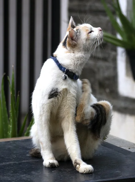 Katze kratzt sich mit der Hinterpfote