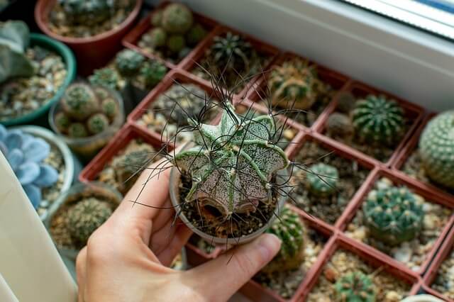 Eine Hand hält einen Topf mit dem Kaktus Bischofsmütze, Astrophytum