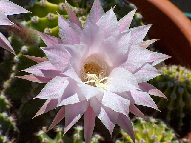 Blick von oben auf die Blüte des Igelkaktus, Echinopsis