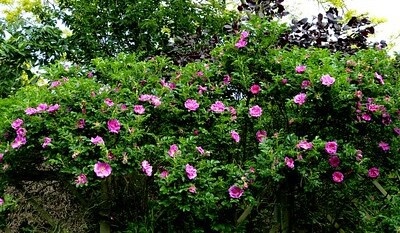 Großaufnahme einer blühenden Kartoffelrose mit Laubgehölzen im Hintergrund.