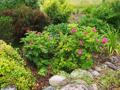 Eine schön blühende Kartoffelrose im Gartenbeet