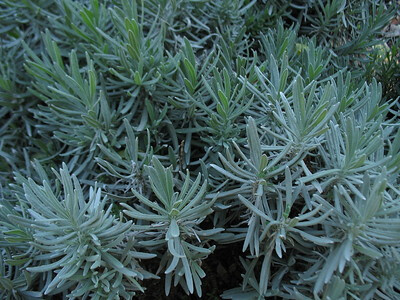 Junger Lavendel Blattaustrieb noch ohne Blüten.