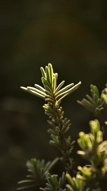 Nahaufnahme von Lavendel Blättern