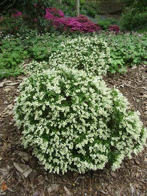 Blühende Lavendelheide Prelude im Garten