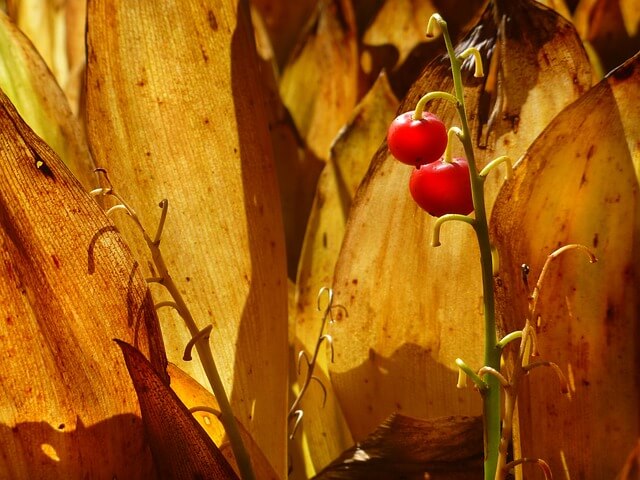 Nahaufnahme von roten Maiglöckchen-Beeren mit eingezogenen Blättern im Hintergrund