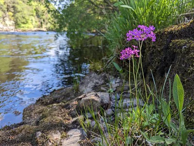 Mehlprimeln blühen am Ufer eines Gewässers