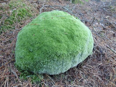 ein halbkugeliges Polster Weißmoos auf einem Untergrund aus abgefallenen Tannennadeln.