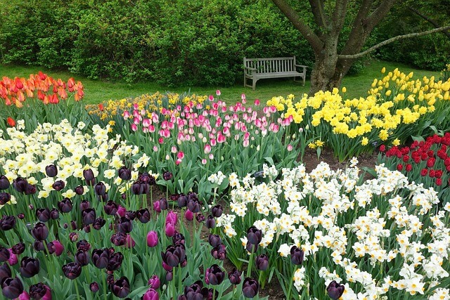 In einem Frühlingsbeet gedeihen Narzissen und Tulpen in vielen Farben vor einer grünen Hecke im Hintergrund, vor der eine Holzbank steht.