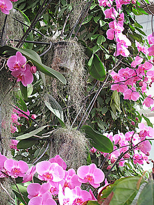 An einem Baum in den Tropen gedeihen mehrere Orchideen mit vielen Luftwurzeln