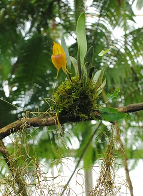 Eine Orchidee mit vielen Luftwurzeln ist aufgebunden auf einen Ast