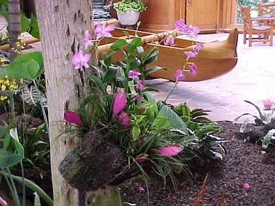 Auf einem dicken Baumstamm in einem Ausstellungsraum ist eine Orchidee aufgebunden.