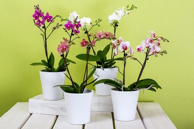 Auf einem weißen Tisch stehen 4 schöne Phalaenopsis in weißen töpfen .