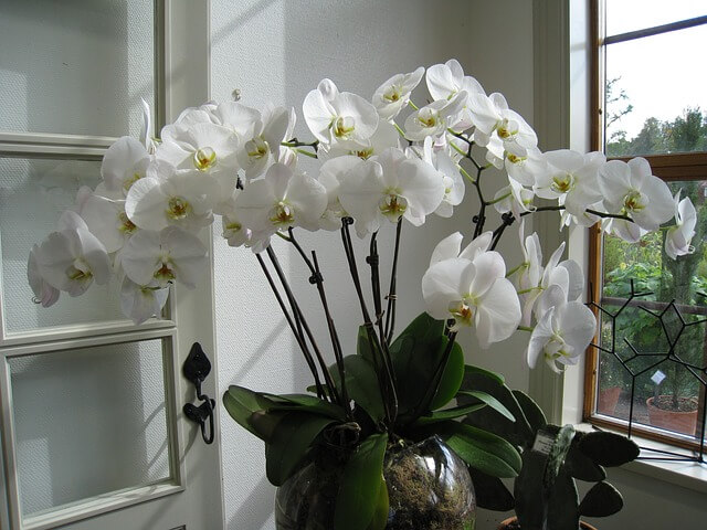 Auf der Fensterbank steht eine prächtige, weiß blühende Orchidee mit sattgrünen Blättern.