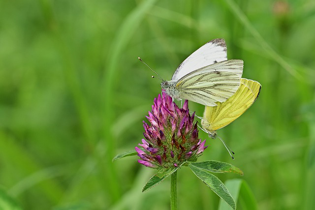 Auf einer Rotklee Blüte sitzen 2 Schmetterlinge